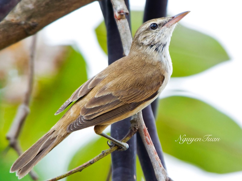 Acrocephalus stentoreus