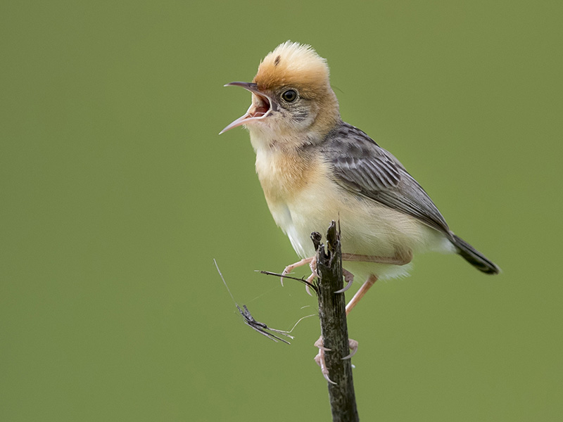 Cisticola exilis