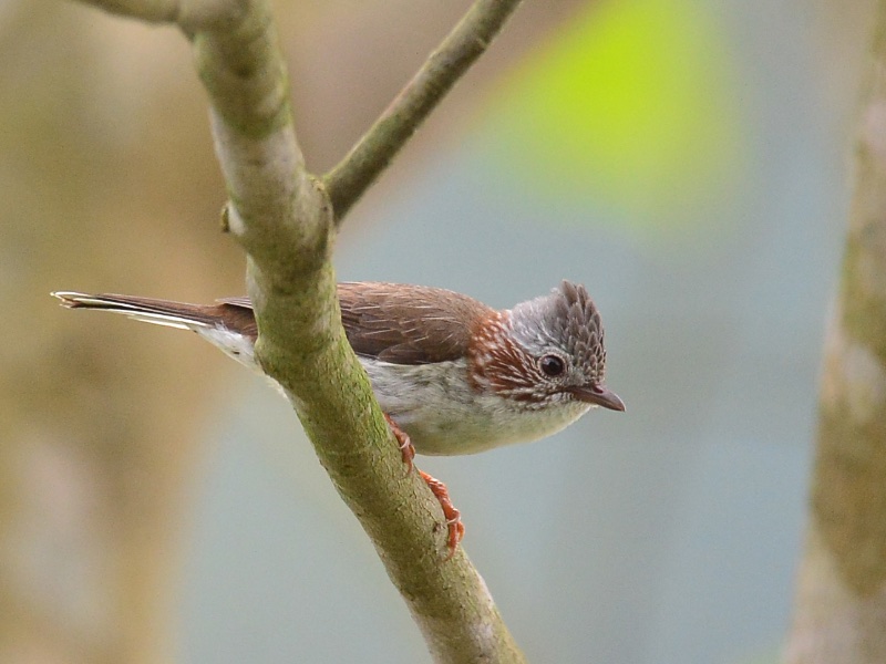 Staphida torqueola