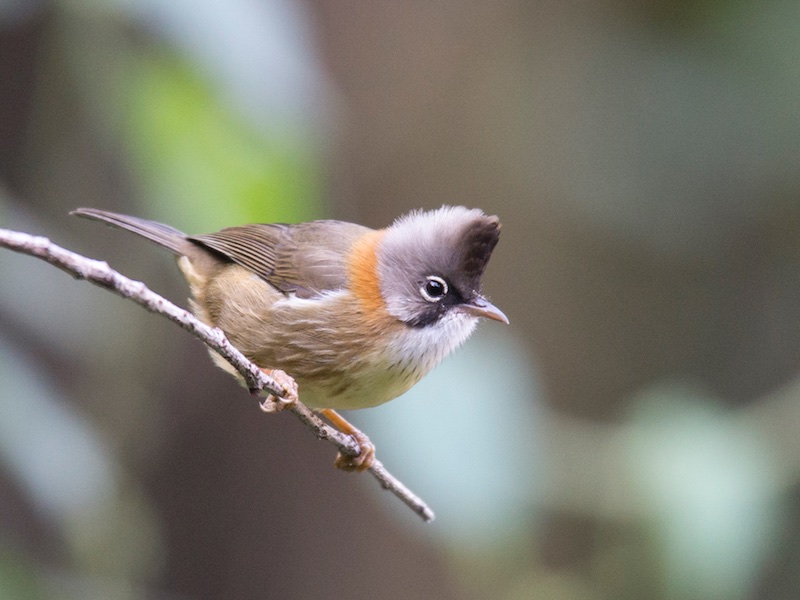 Yuhina flavicollis