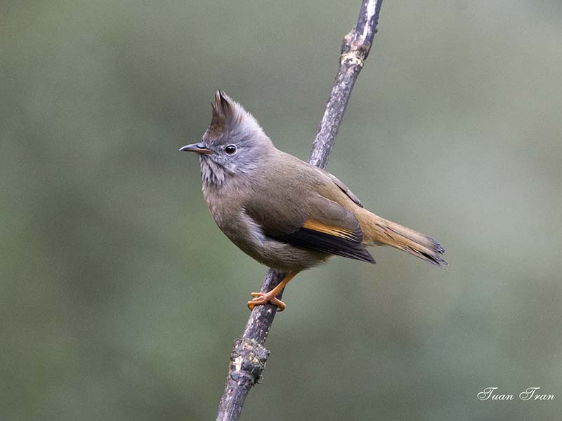 Yuhina gularis