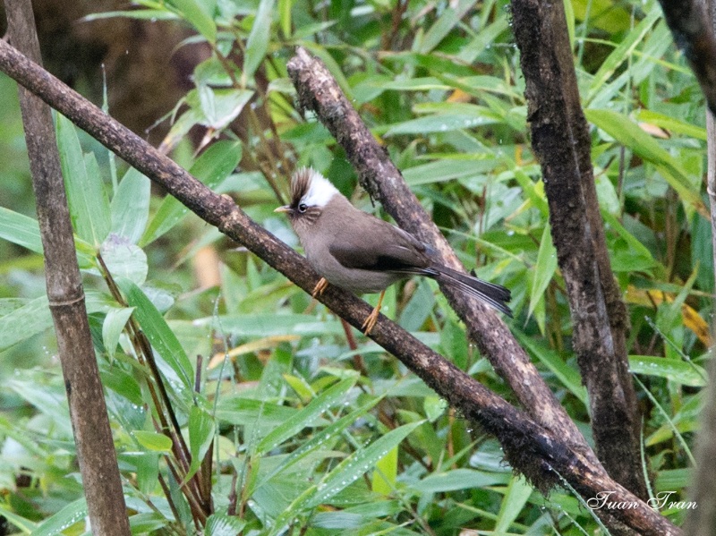 Parayuhina diademata