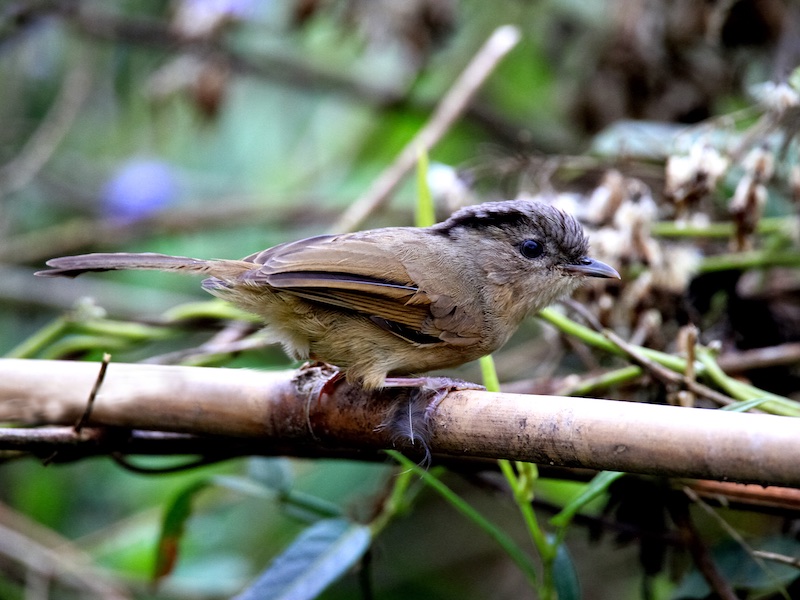 Alcippe poioicephala