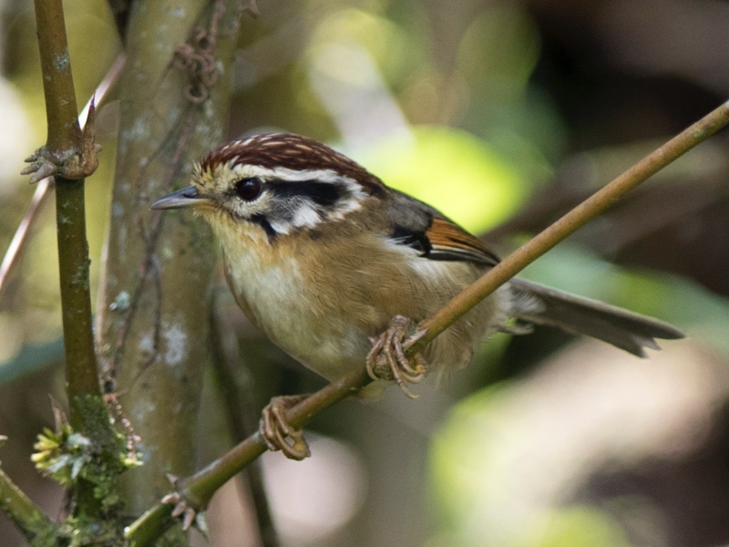 Rufous-winged Fulvetta