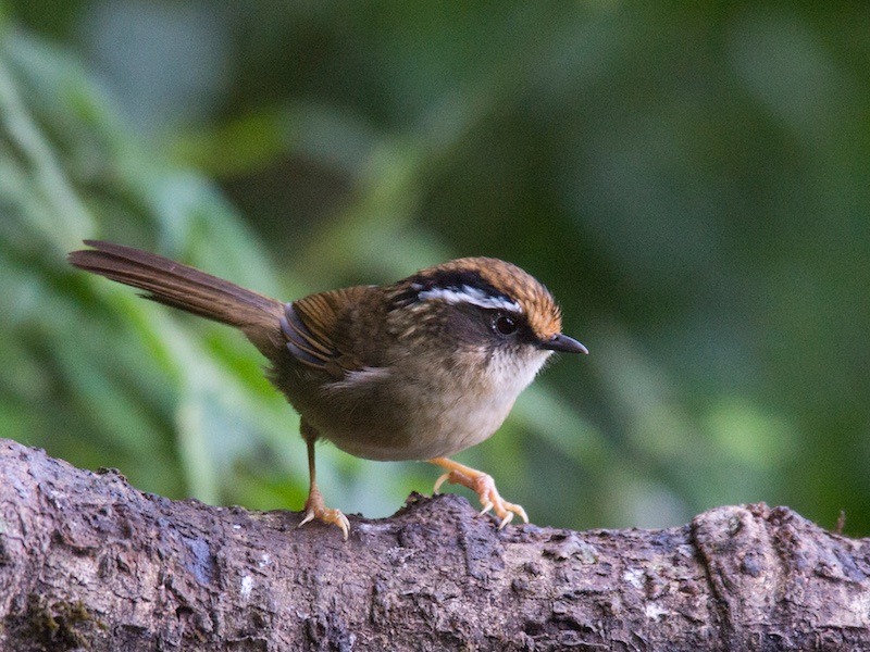 Rusty-capped Fulvetta