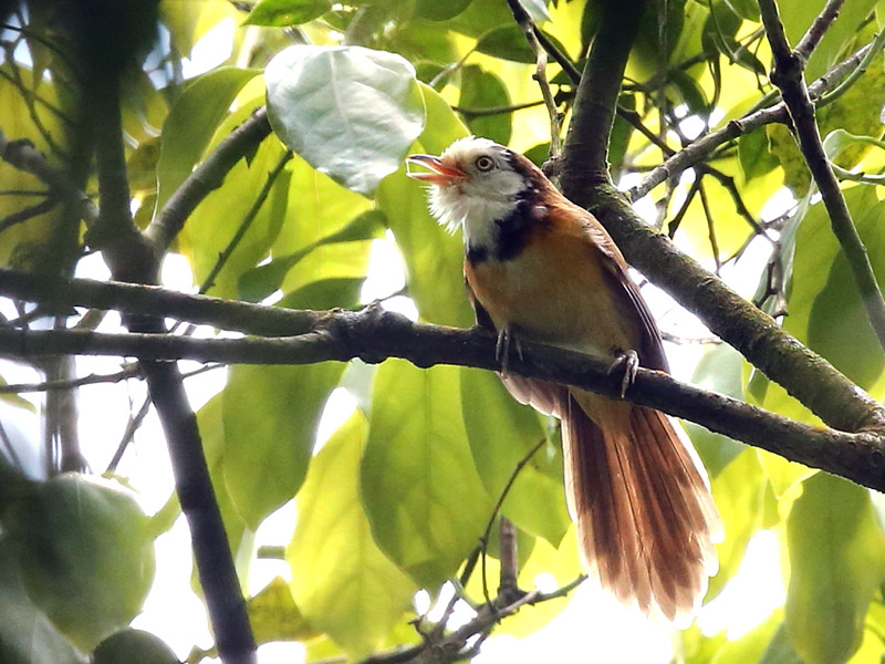 Collared Babbler