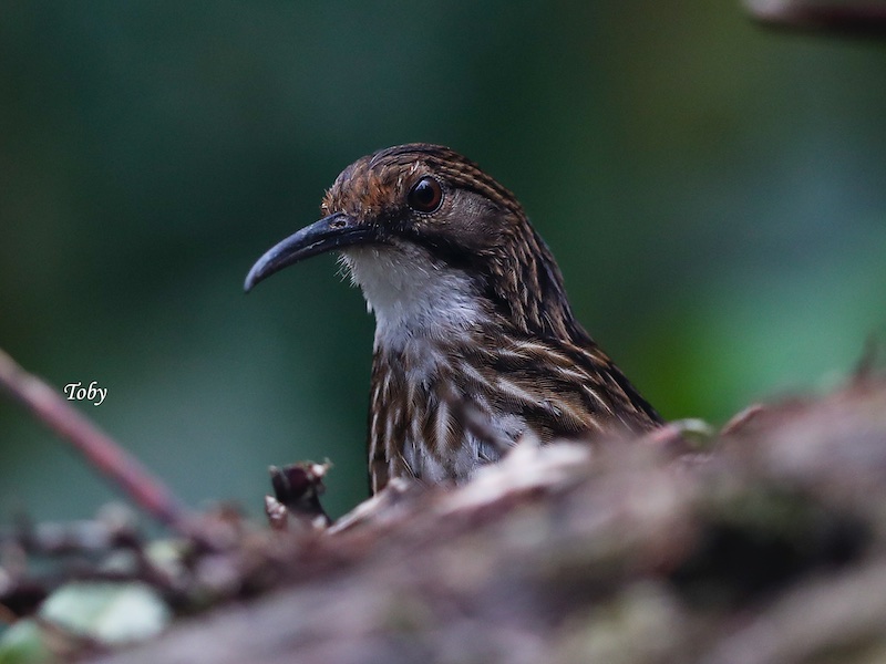 White-throated Wren Babbler