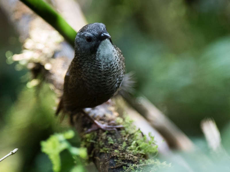 Pale-throated Wren Babbler