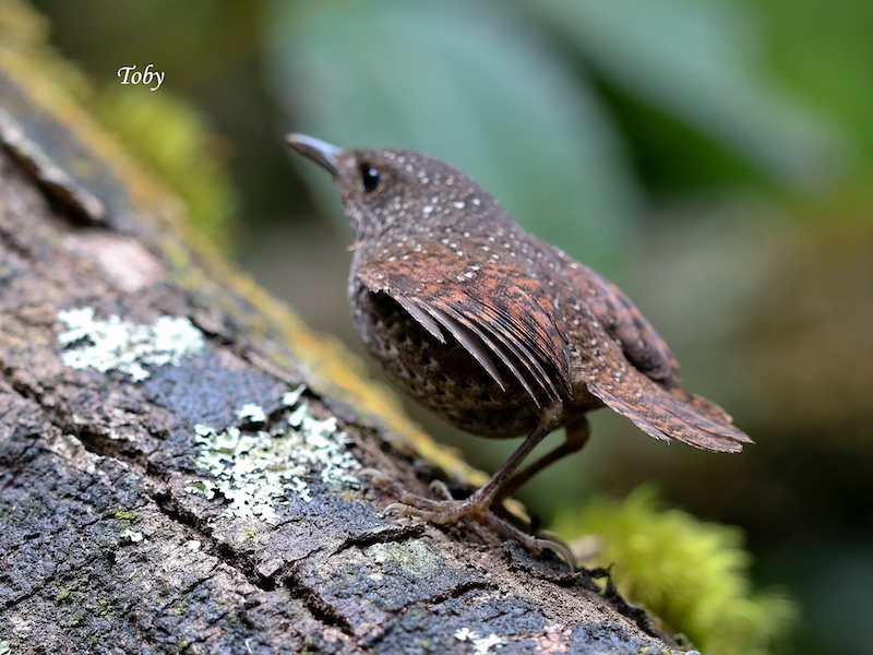 Spotted Wren Babbler