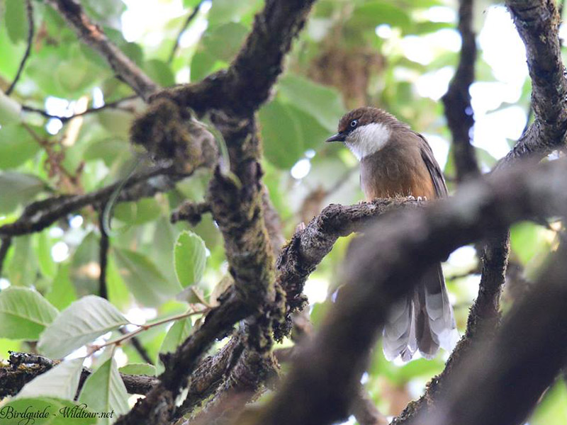 Pterorhinus albogularis