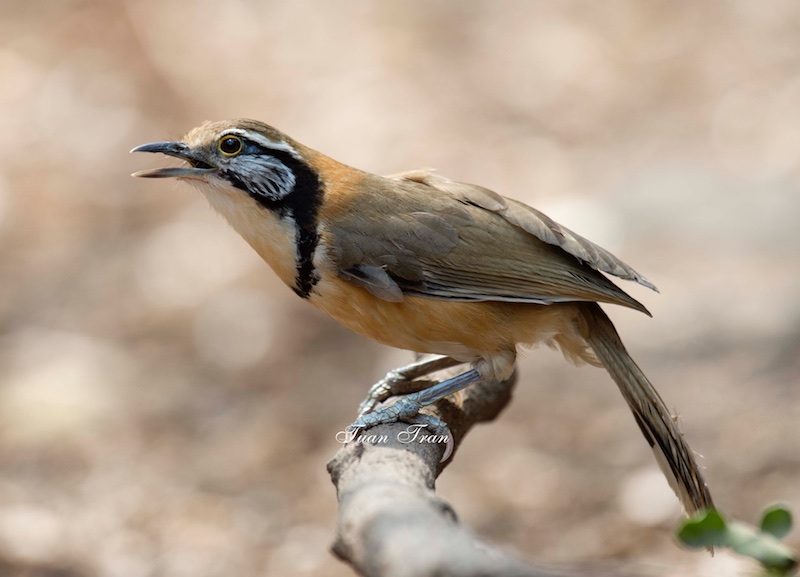 Pterorhinus pectoralis