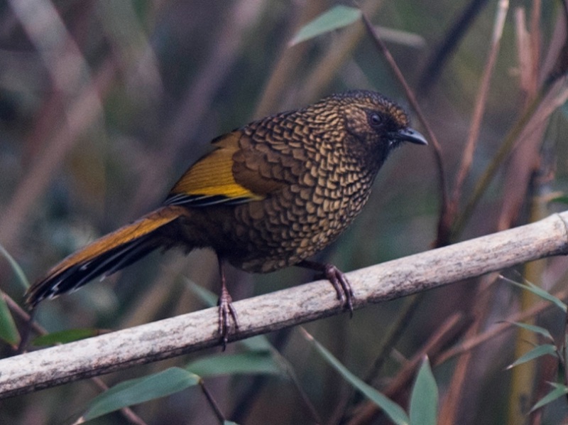 Trochalopteron subunicolor