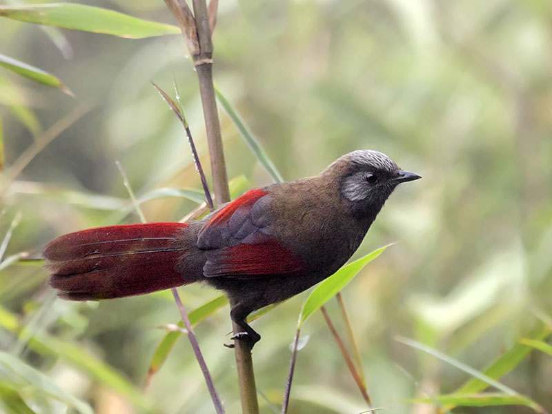 Trochalopteron formosum