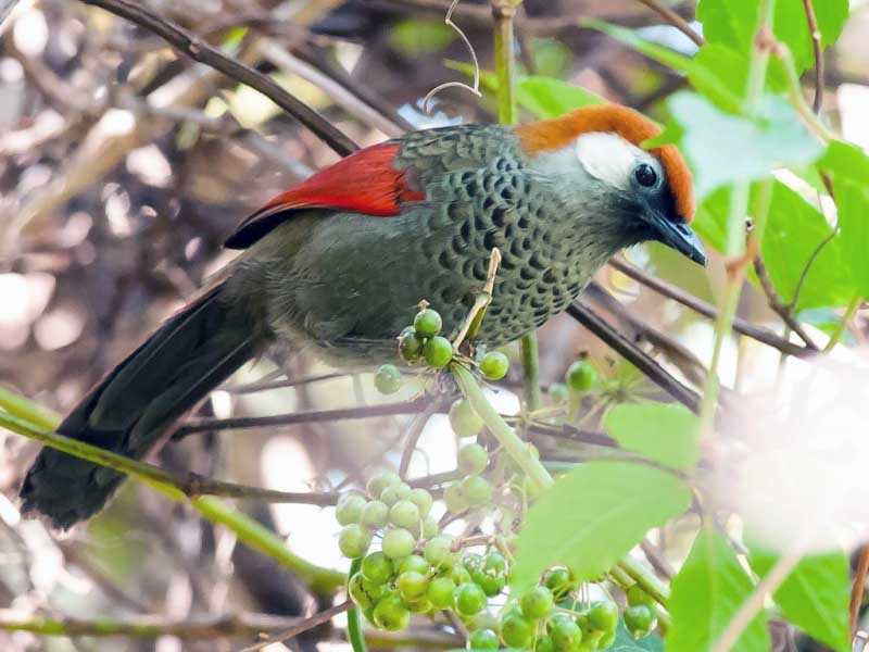 Birds of South East Asia