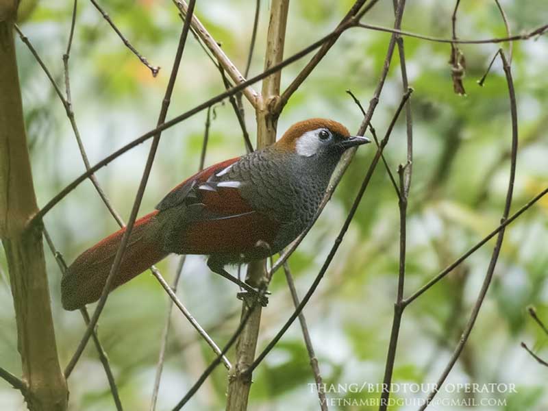 Birds of South East Asia