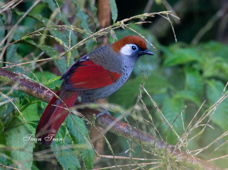 Birds of South East Asia