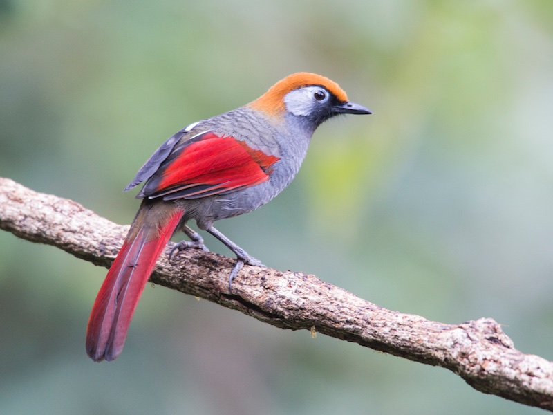 Birds of South East Asia