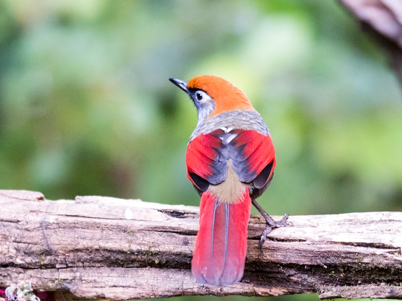 Birds of South East Asia