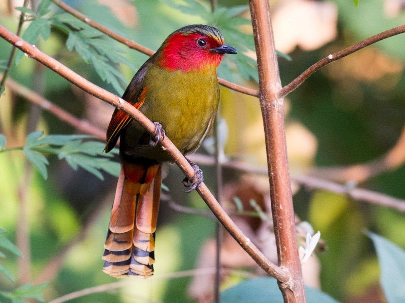 Liocichla ripponi