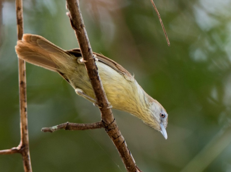 Grey-faced Tit Babbler