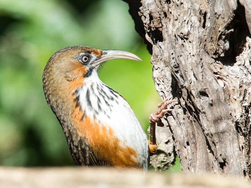 Black-streaked Scimitar Babbler