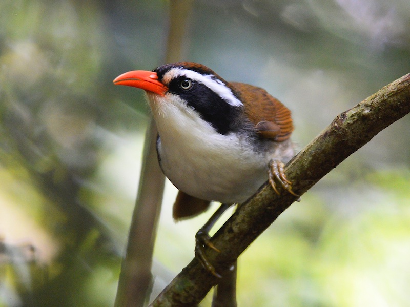 Coral-billed Scimitar Babbler