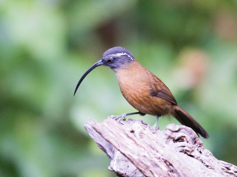 Slender-billed Scimitar Babbler