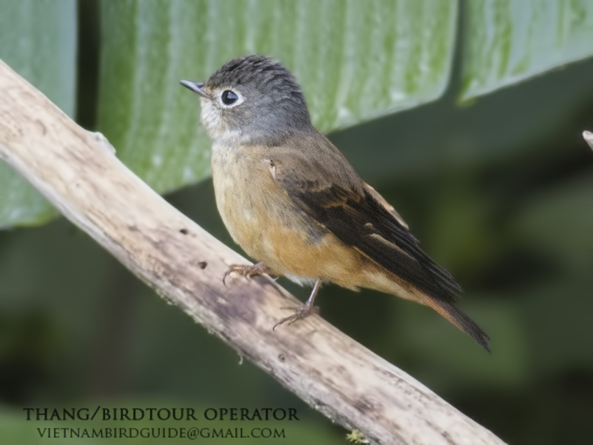 Muscicapa ferruginea