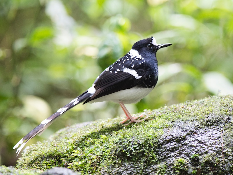 Enicurus maculatus