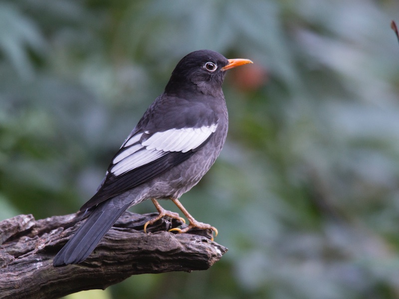 Turdus boulboul