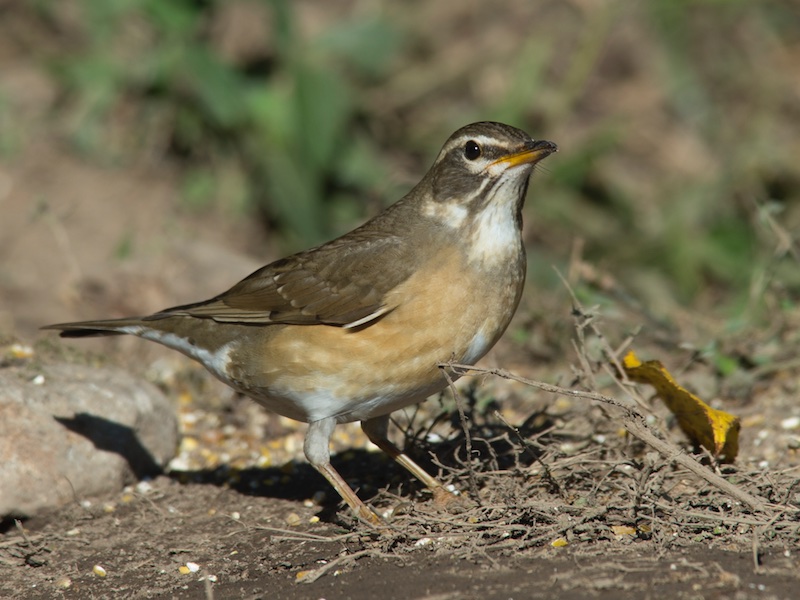 Turdus obscurus