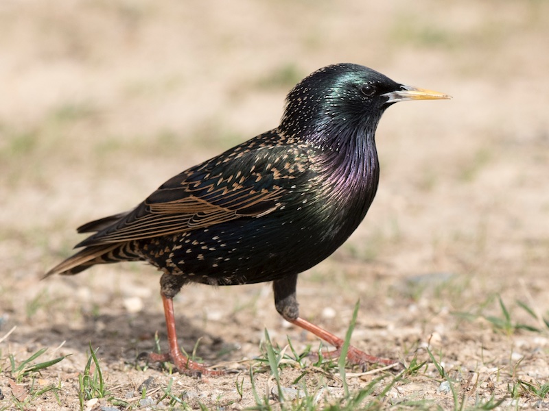 Sturnus vulgaris