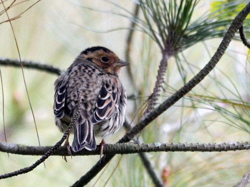 Emberiza pusilla