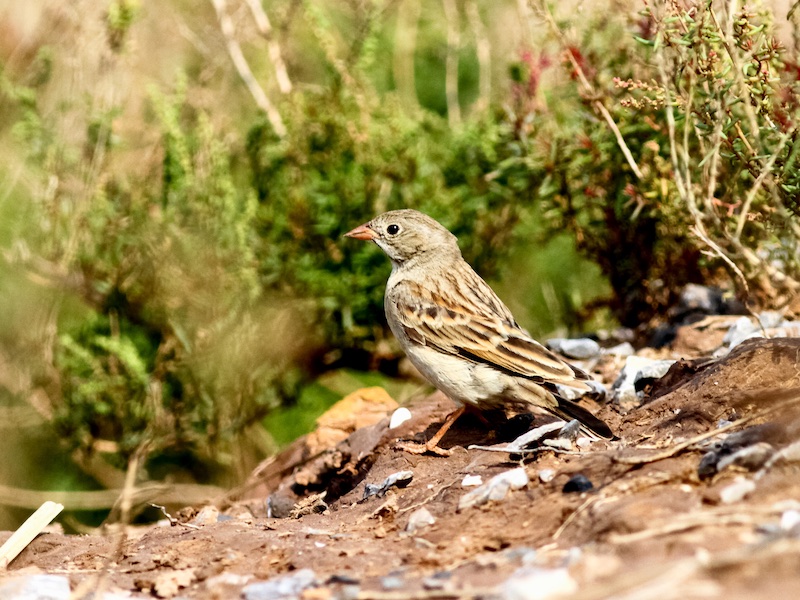 Emberiza buchanani