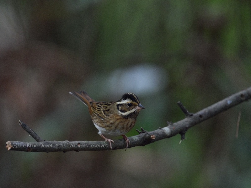 Emberiza tristrami