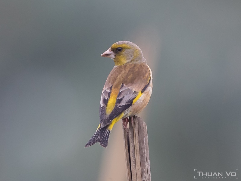 Grey-capped Greenfinch