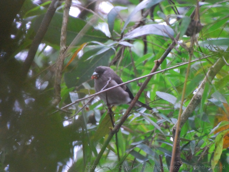 Brown Bullfinch