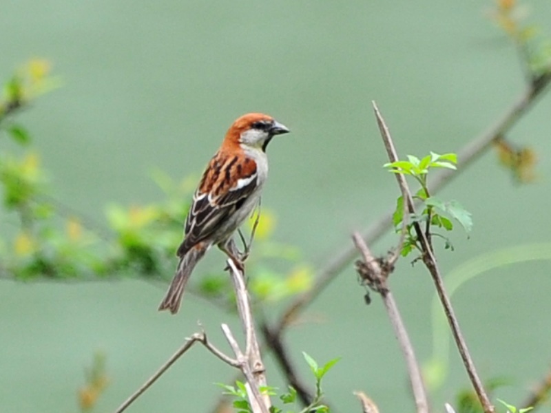 Russet Sparrow